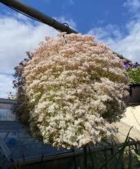 Attēlu rezultāti vaicājumam “Sedum album leaf”