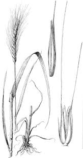 Attēlu rezultāti vaicājumam “Secale cereale”