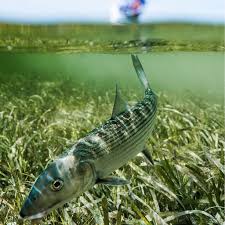 Image result for Delphi Bowls Club