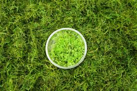 Attēlu rezultāti vaicājumam “Plagiomnium affine”