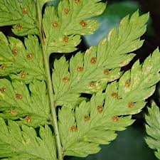 Attēlu rezultāti vaicājumam “Dryopteris expansa”