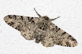 Attēlu rezultāti vaicājumam “Biston betularia”