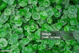 Attēlu rezultāti vaicājumam “Hydrocotyle vulgaris flower”