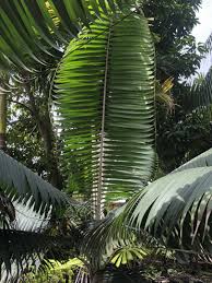 Attēlu rezultāti vaicājumam “Diderma montanum var. album macro”