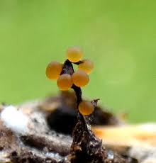 Attēlu rezultāti vaicājumam “Physarum licheniforme macro”