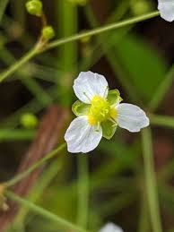 Attēlu rezultāti vaicājumam “Alisma plantago-aquatica flower”