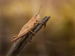 Attēlu rezultāti vaicājumam “Chrysochraon dispar”