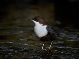 Attēlu rezultāti vaicājumam “Cinclus cinclus”