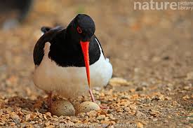 Attēlu rezultāti vaicājumam “Haematopus ostralegus”
