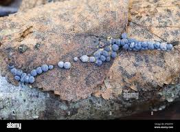 Attēlu rezultāti vaicājumam “Diderma radiatum young”