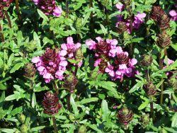 Image result for GemüseeuleGrüßle