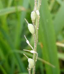 Attēlu rezultāti vaicājumam “Berteroa incana”