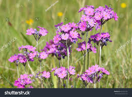 Attēlu rezultāti vaicājumam “Primula farinosa flower”
