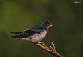 Attēlu rezultāti vaicājumam “Hirundo rustica”
