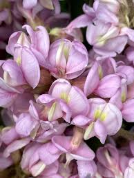 Attēlu rezultāti vaicājumam “Robinia neomexicana”