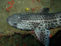 Image result for Scyliorhinus stellaris