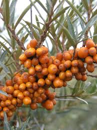 Attēlu rezultāti vaicājumam “Hippophae rhamnoides fruit”