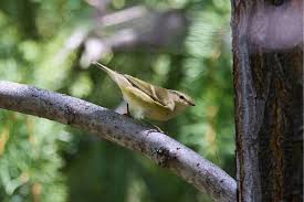 Image result for Phylloscopus humei