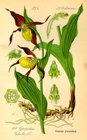 Attēlu rezultāti vaicājumam “Cypripedium calceolus”