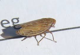 Attēlu rezultāti vaicājumam “Paramesus obtusifrons”