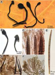 Attēlu rezultāti vaicājumam “Geoglossum sp.”