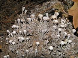 Attēlu rezultāti vaicājumam “Cladonia caespiticia”