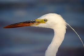 Attēlu rezultāti vaicājumam “Egretta alba”