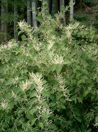 Attēlu rezultāti vaicājumam “Reynoutria japonica”