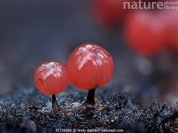 Attēlu rezultāti vaicājumam “Enerthenema papillatum”