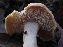 Attēlu rezultāti vaicājumam “Hydnum rufescens”