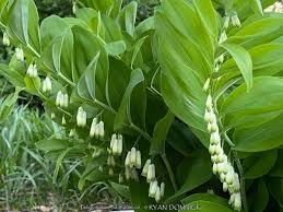 Attēlu rezultāti vaicājumam “Polygonatum odoratum bud”