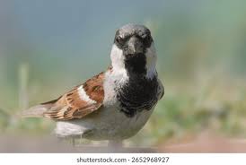 Attēlu rezultāti vaicājumam “Passer domesticus”