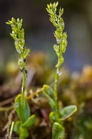 Attēlu rezultāti vaicājumam “Hammarbya paludosa”