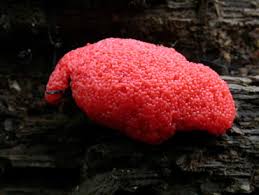 Attēlu rezultāti vaicājumam “Tubifera ferruginosa (subsp. ferruginosa)”