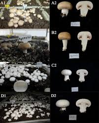 Attēlu rezultāti vaicājumam “Agaricus”