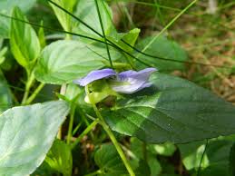 Attēlu rezultāti vaicājumam “Viola canina leaf”