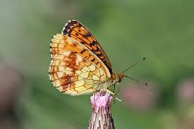 Attēlu rezultāti vaicājumam “Brenthis ino”