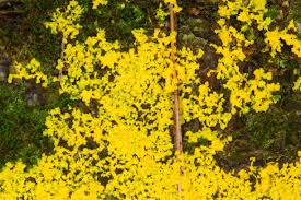 Attēlu rezultāti vaicājumam “Physarum penetrale stalked”