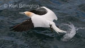 Image result for Morus bassanus