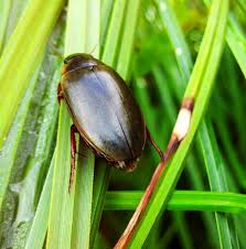 Attēlu rezultāti vaicājumam “Colymbetes striatus”