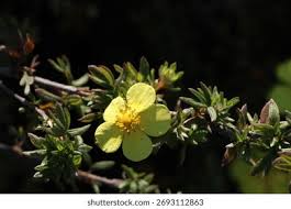 Attēlu rezultāti vaicājumam “Pentaphylloides fruticosa flower”