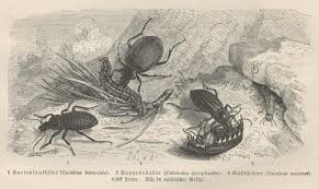 Attēlu rezultāti vaicājumam “Carabus hortensis”
