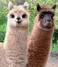 daily-llama | Tumblr