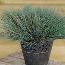 Attēlu rezultāti vaicājumam “Corynephorus canescens”