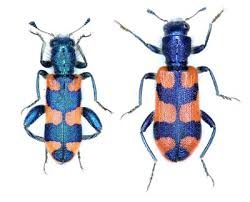 Attēlu rezultāti vaicājumam “Cleridae”