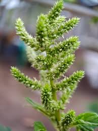 Attēlu rezultāti vaicājumam “Amaranthus retroflexus flower”