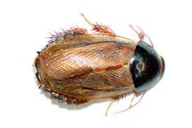 Attēlu rezultāti vaicājumam “Blattoptera”