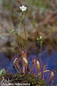 Attēlu rezultāti vaicājumam “Drosera anglica fruit”