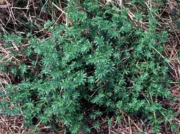 Attēlu rezultāti vaicājumam “Cribraria violacea stalked”