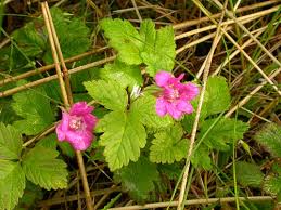 Attēlu rezultāti vaicājumam “Rubus arcticus”